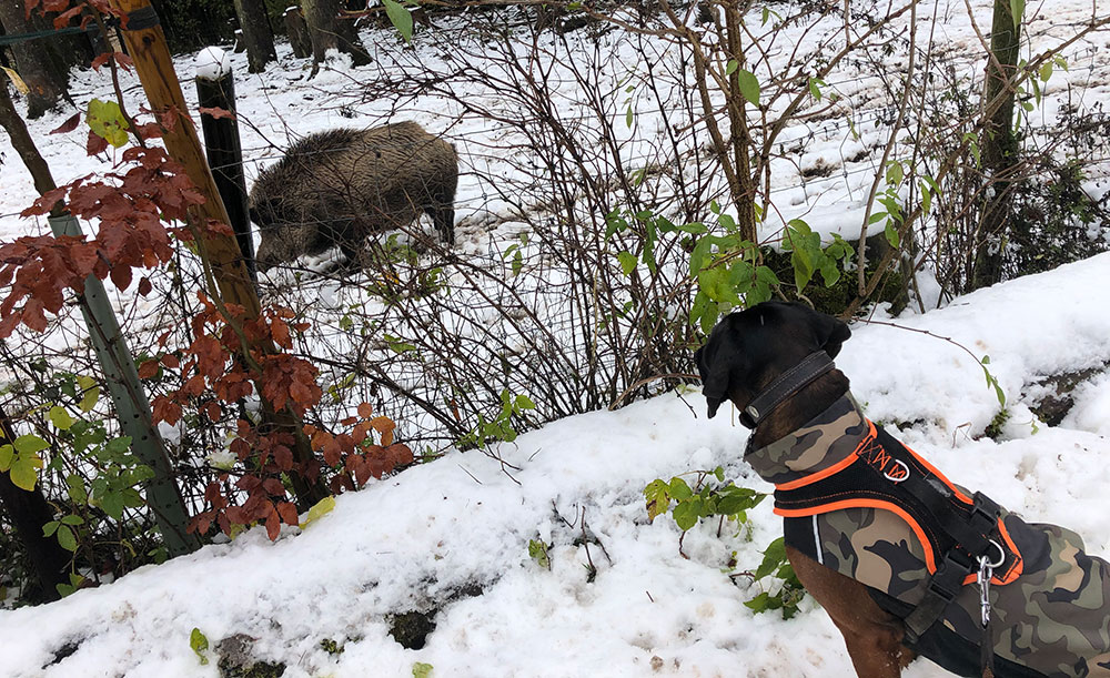 Jagd Kontroll Training: Hund mit Wildschein Jagd Kontroll Training: Hund mit Wildschein