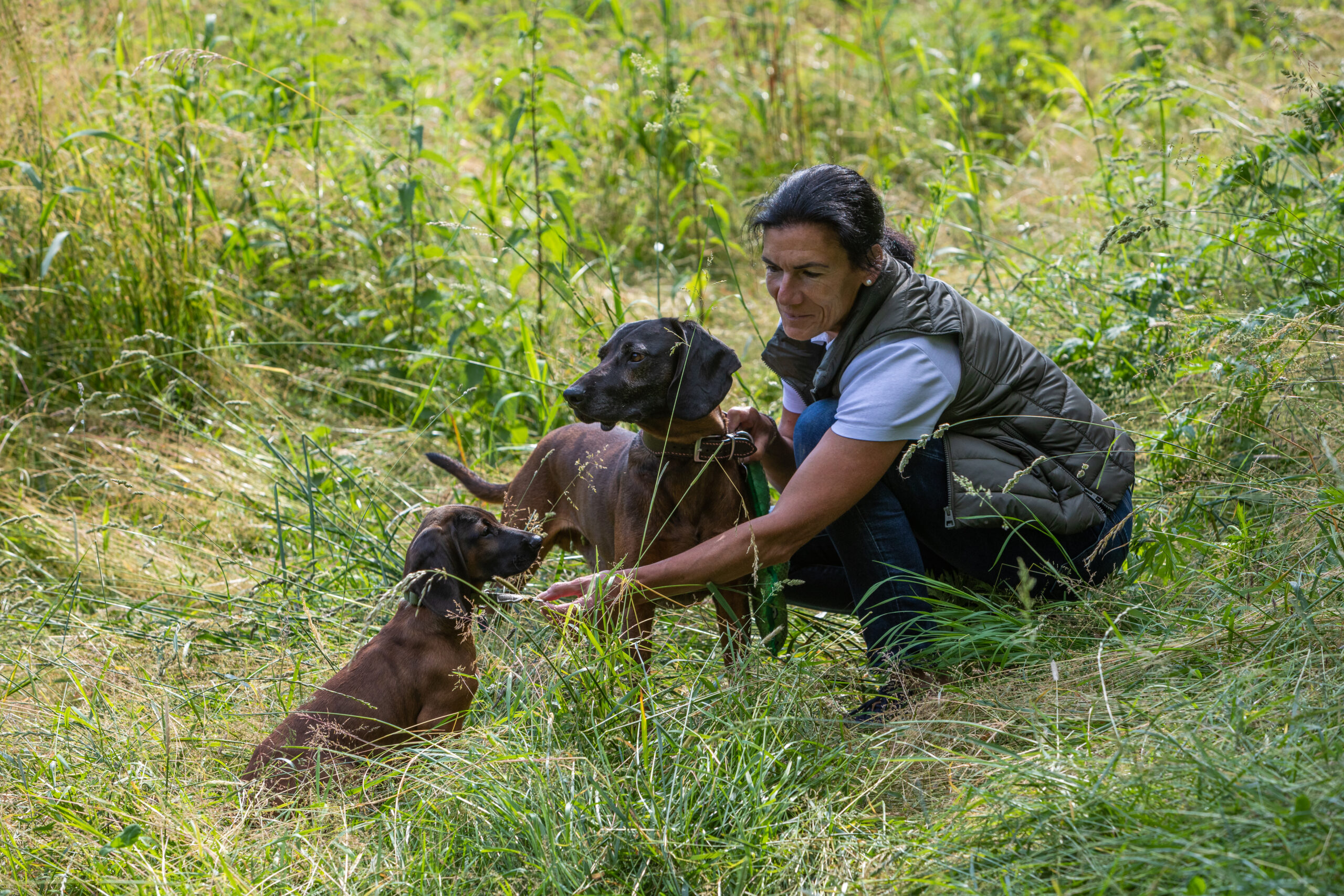 Jagd-Kontroll-Training für Hunde