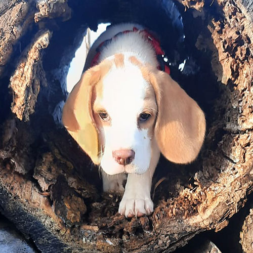 Beagle Amy beim Jagdhunde-Training