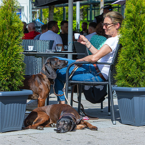 Hundetraining im Cafe - Hundeführerschein Stuttgart