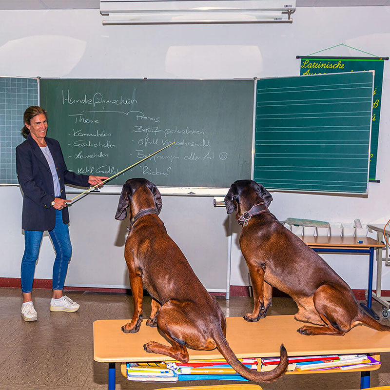 Hundeführerschein Stuttgart Hunde Schule