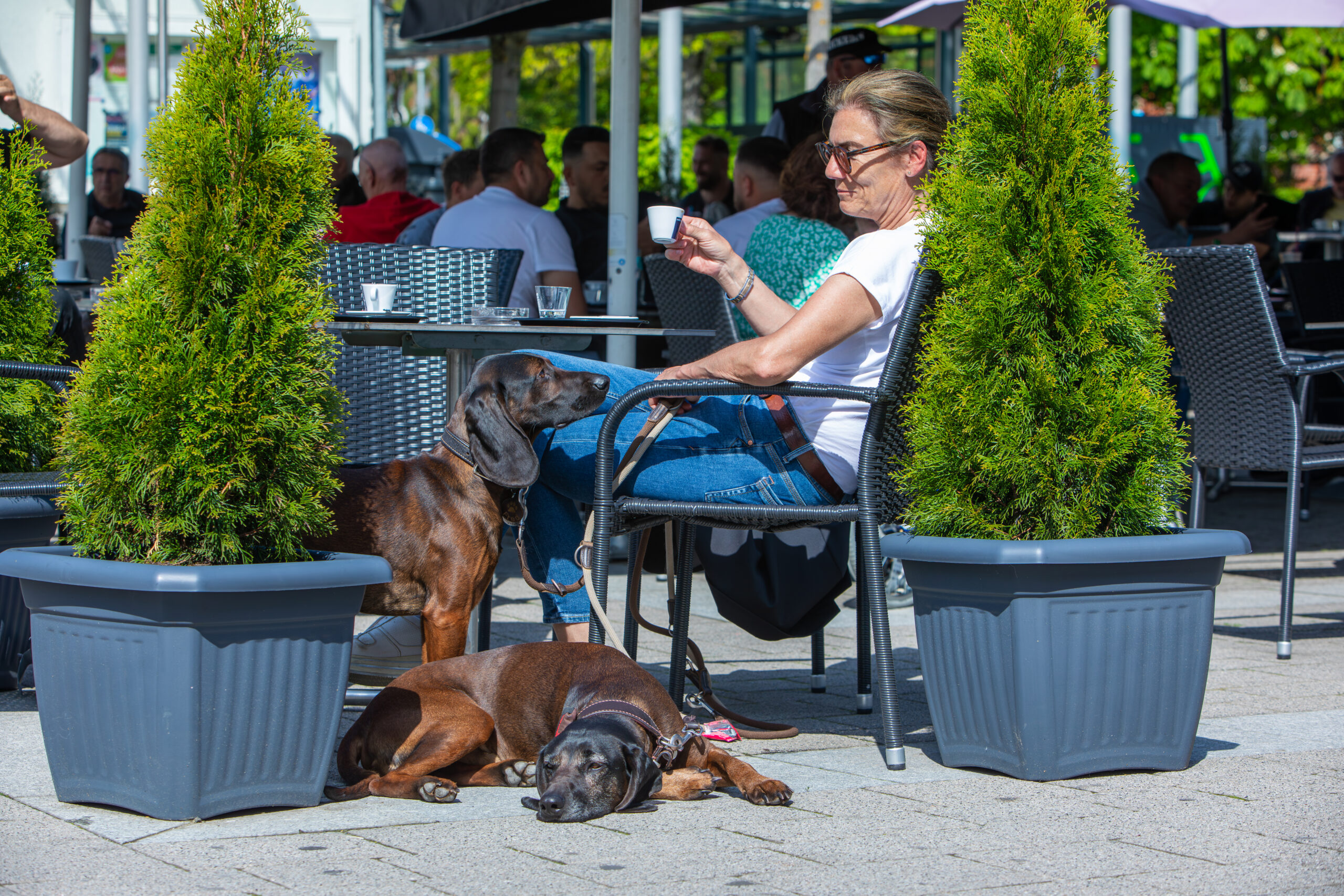 woman drinks coffee in public and her dogs stay relaxed
