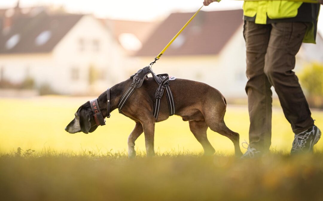 Mantrailing und Physio – eine Woche im bayerischen Wald im Mai – ausgebucht