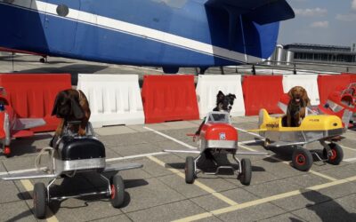 Vom Welpen zum Kameraden