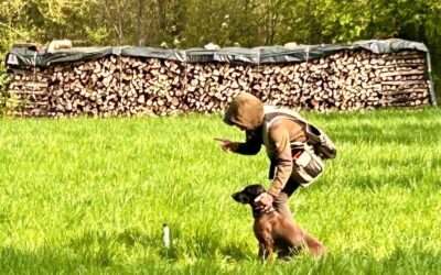 Dummyjäger Starter – ab 20. Juni